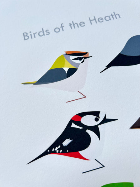 North London | Birds of the Heath