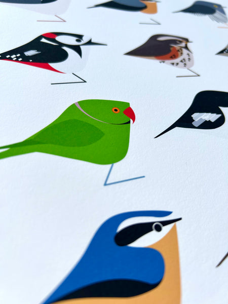 North London | Birds of the Heath