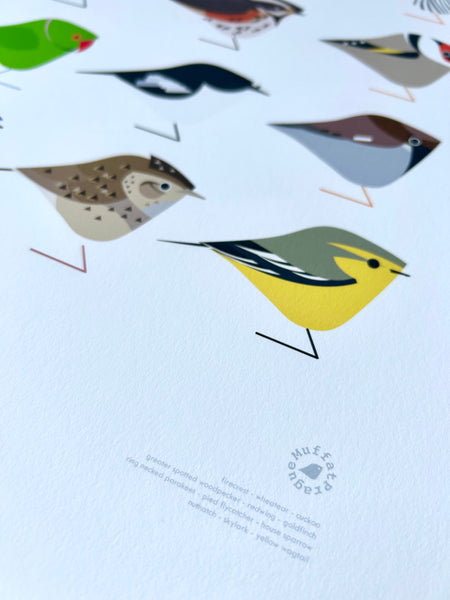 North London | Birds of the Heath