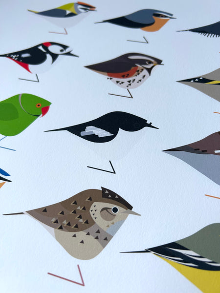 North London | Birds of the Heath