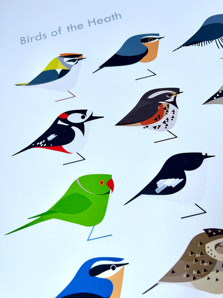 North London | Birds of the Heath