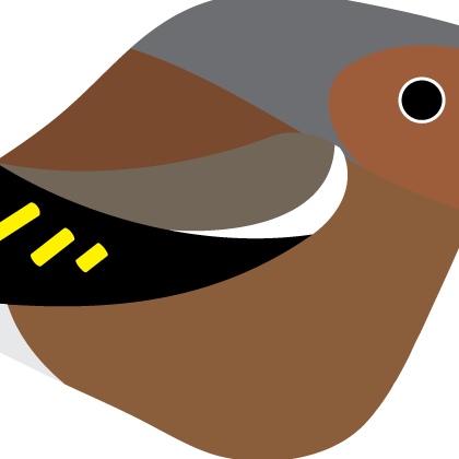 Chaffinch. Garden Birds | series 1.