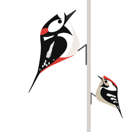 Great British Woodpeckers