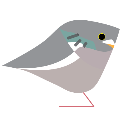 Wood Pigeon. Garden Birds | series 1.