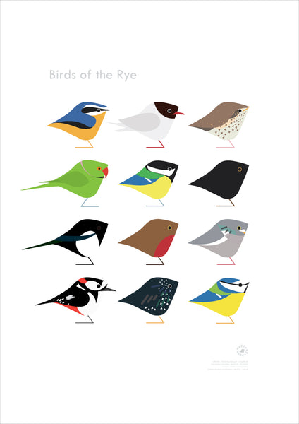 South London | Birds of the Rye