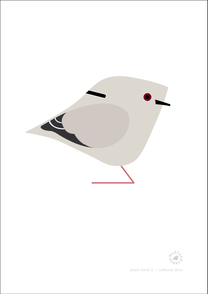 Collared Dove. Studio Birds | series 2.