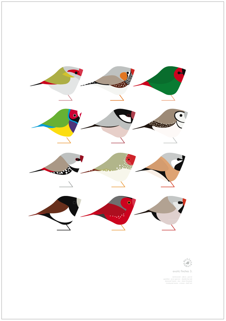 Exotic Finches | series 3.