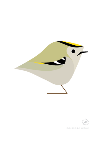 Goldcrest. Studio Birds | series 2.