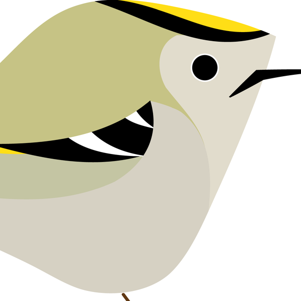 Goldcrest. Studio Birds | series 2.
