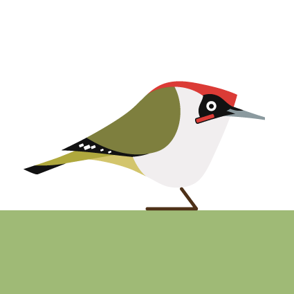 Great British Woodpeckers