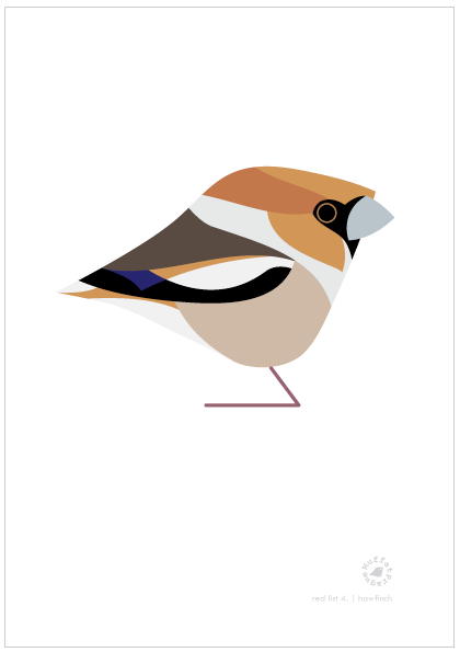Hawfinch | MuffatPrague Editions Red List - series 4.
