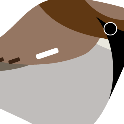 House Sparrow. Garden Birds | series 1.