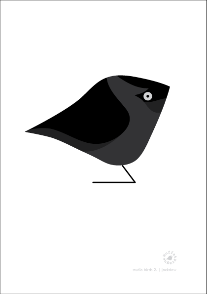 Jackdaw. Studio Birds | series 2.
