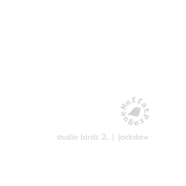 Jackdaw. Studio Birds | series 2.