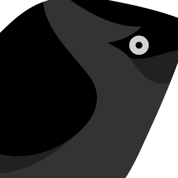 Jackdaw. Studio Birds | series 2.