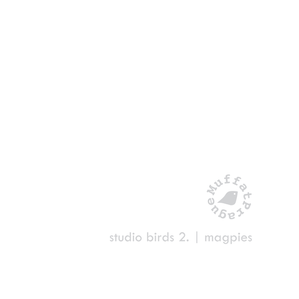 Pied Wagtail. Studio Birds | series 2.