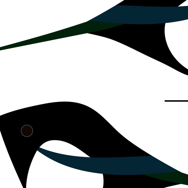 Magpies. Studio Birds | series 2.