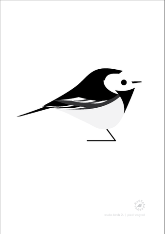 Pied Wagtail. Studio Birds | series 2.
