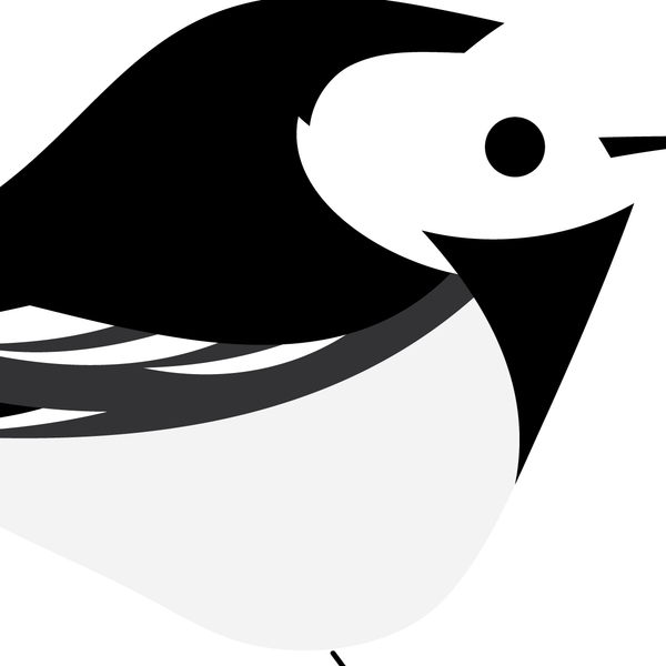 Pied Wagtail. Studio Birds | series 2.