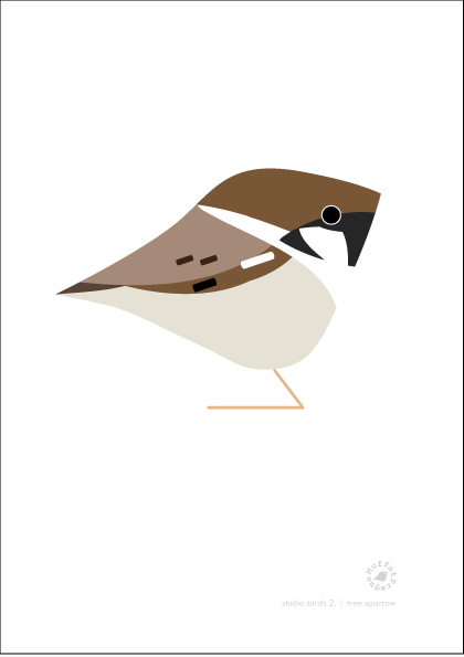 Tree Sparrow. Studio Birds | series 2.