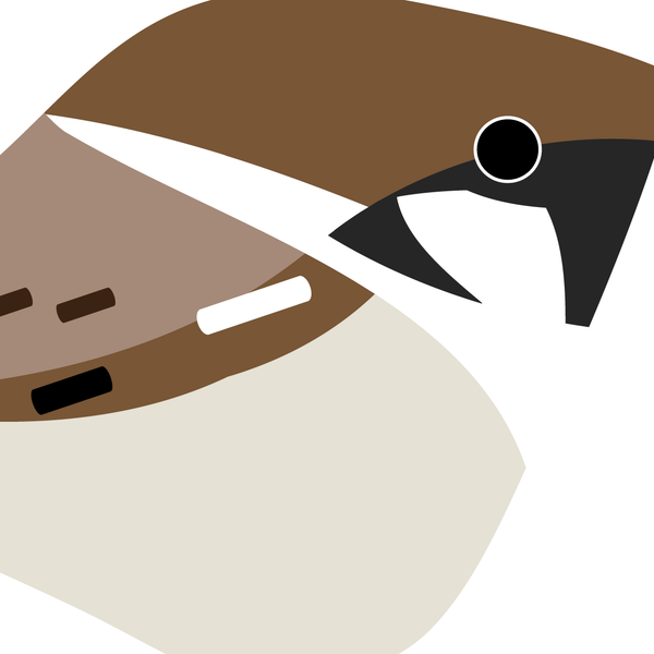 Tree Sparrow. Studio Birds | series 2.
