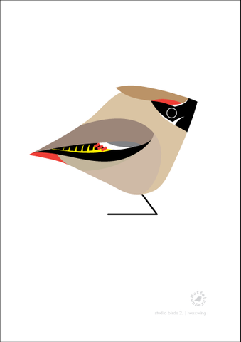 Waxwing. Studio Birds | series 2.