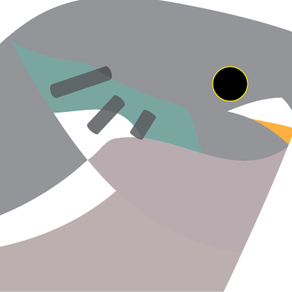 Wood Pigeon. Garden Birds | series 1.