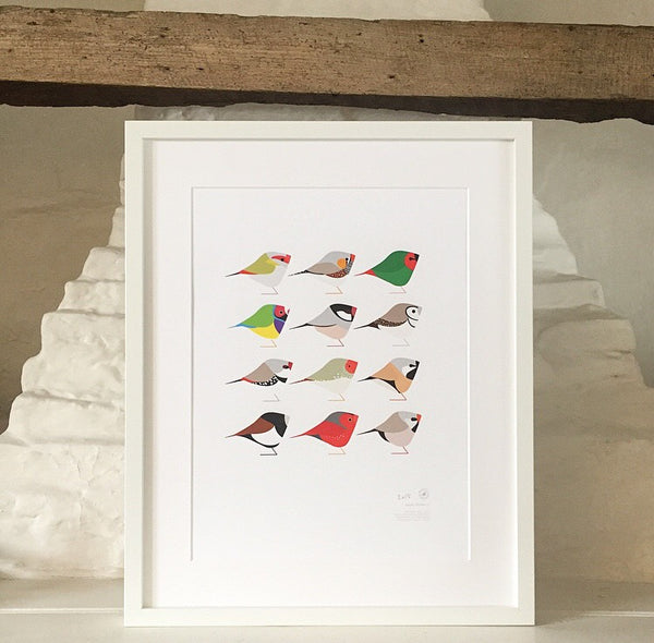Exotic Finches | series 3.